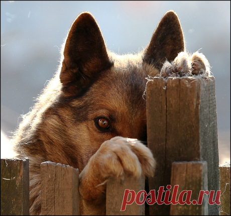 Говорят, бог смотрит на людей глазами собак