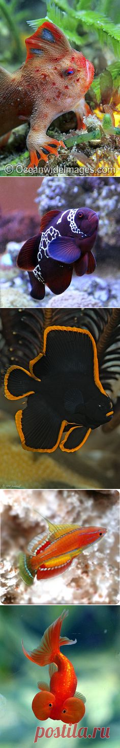 (204) awesome little fish | fishies