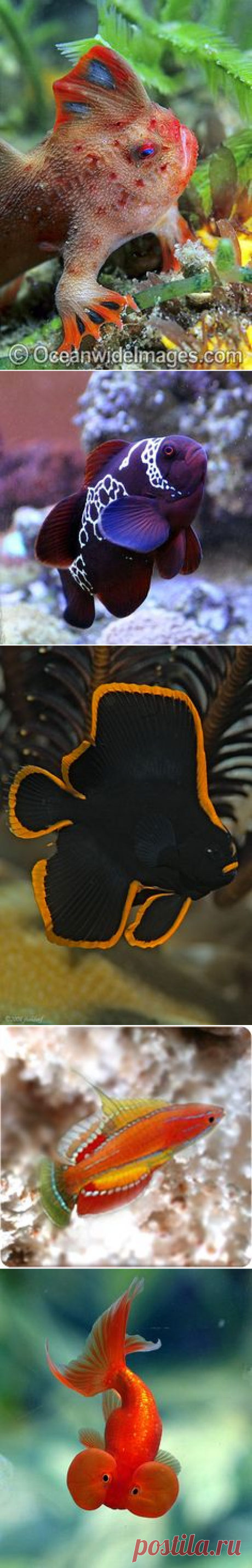 (204) awesome little fish | fishies