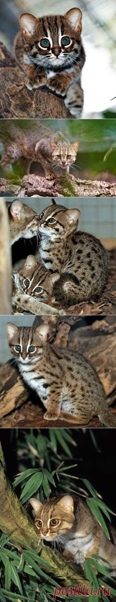 Самая маленькая кошка — Воротила