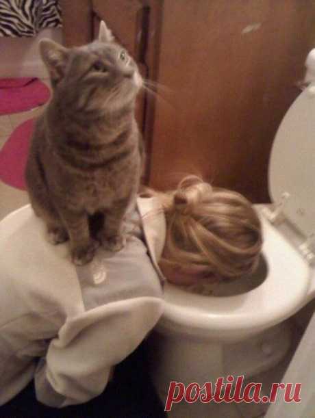 Наглость — второе счастье / Питомцы