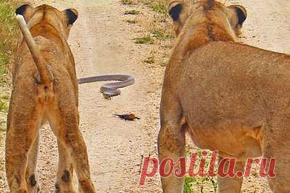 Ящерица отбилась от двух львов и кобры и попала на видео. В ЮАР ящерица удачно отбилась от двух львов и кобры на глазах у туристов. Ядовитая змея, которая на нее охотилась, предпочла пожертвовать своей добычей и скрылась в зарослях, а львы были настолько удивлены, что решили ее не трогать. Ящерице удалось благополучно скрыться от хищников в кустах.