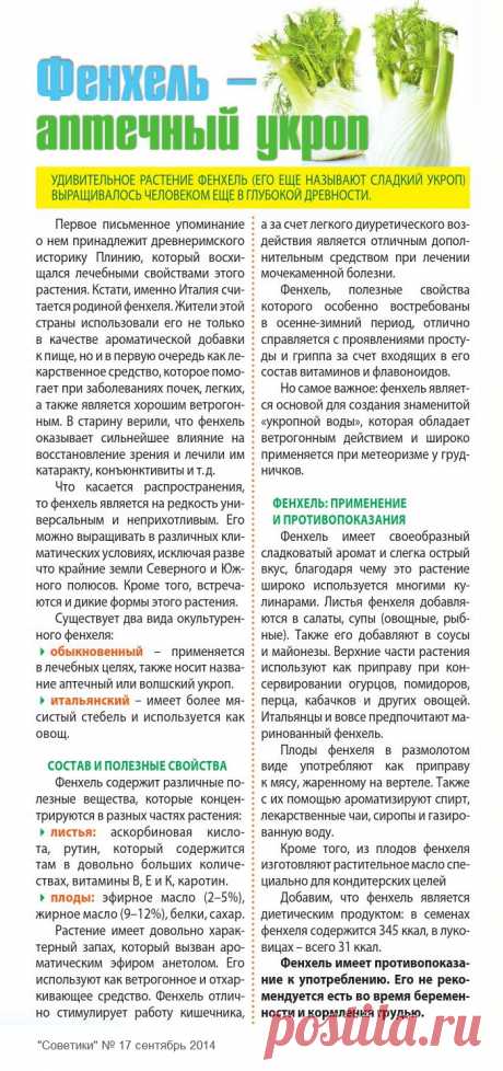 Фенхель - аптечный укроп