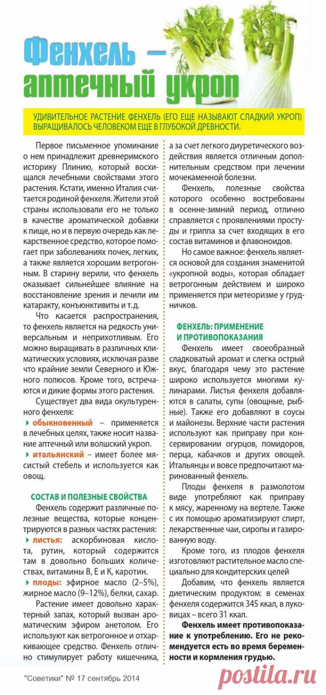 Фенхель - аптечный укроп