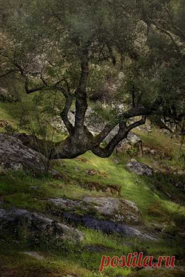 The Keeper of the Forest (In EXPLORE) Key tools: - Canon EOS R - EF 24-70mm f/4L IS USM - Magnetic filter CPL - Artcise carbon fiber tripod - Camera Raw + Photoshop (focus stack)  The final image of this Holm oak is a focus stack of 3 photographs in order to get the entire scene from foreground to background within acceptable sharpness.  Visit my blog to learn more on focus/image stacking.  Featured on Landscape Photography Magazine issue number 151 (Sept./Oct. 2024).  © E...