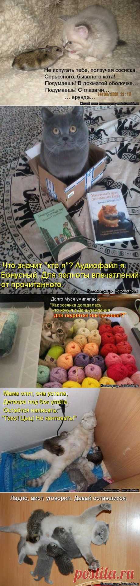 Животные шутят