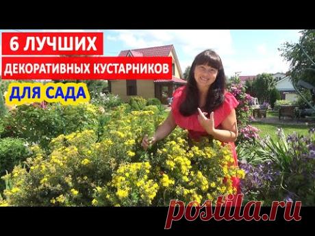 6 ЛУЧШИХ ДЕКОРАТИВНЫХ КУСТАРНИКОВ, цветущих все лето!