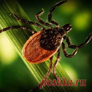 Китайский поворот