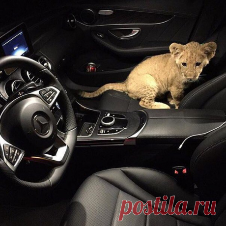 Светлана Рябикина