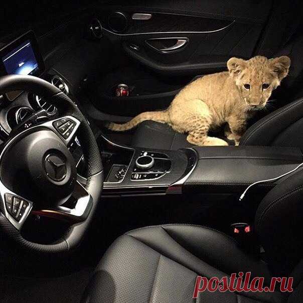 Светлана Рябикина