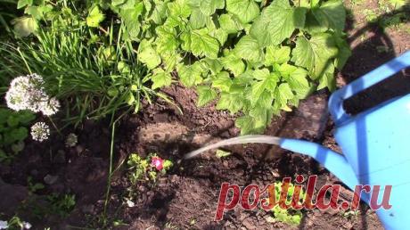 Смородина: видео о летнем уходе после сбора урожая / смородина / 7dach.ru