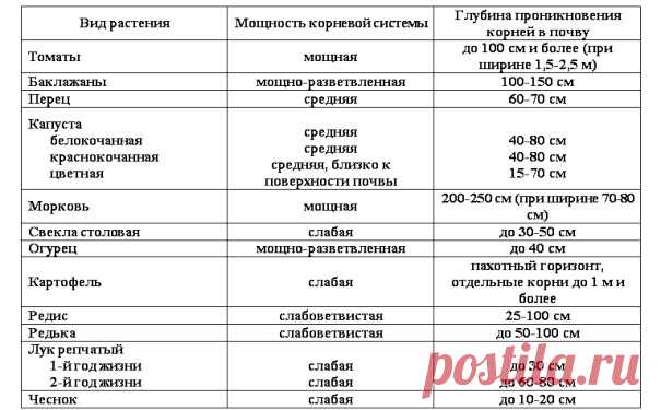 Сколько воды нужно каждому овощу - Садоводка