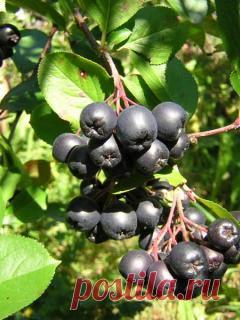 Черноплодная рябина (арония) - рецепты, свойства, применение, лечение - Комнатные растения, уход, энциклопедия растений, домашние цветы, фото, названия