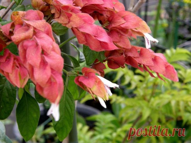 Белопероне. Уход в домашних условиях Белопероне или юстиция. Как правильно вырастить цветок белопероне или юстиция в домашних условиях. Советы по уходу за белопероне. Оптимальные условия содержания.