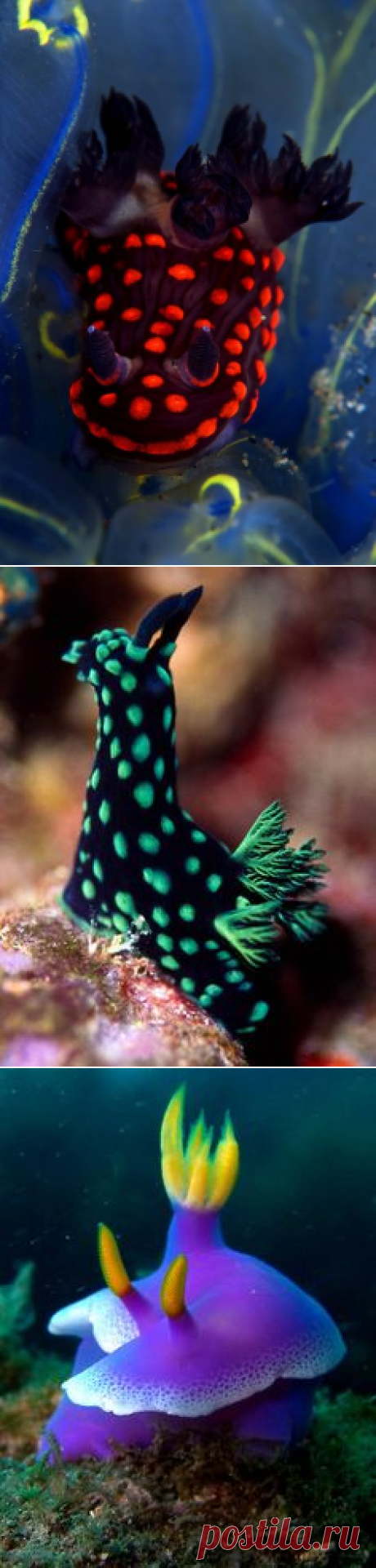 Морской слизняк, Волна and Моллюски on Pinterest