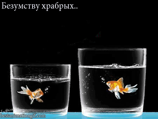 7914-Abissinka-FKzhTEbZ2E.gif (550×416)