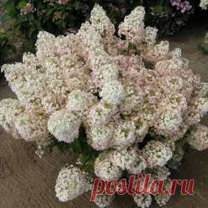 Весенняя обрезка гортензии