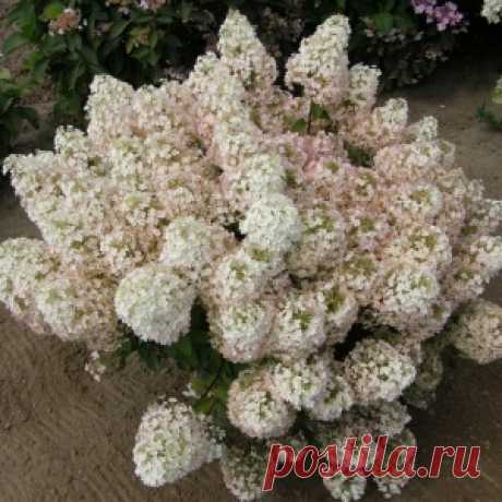 Весенняя обрезка гортензии