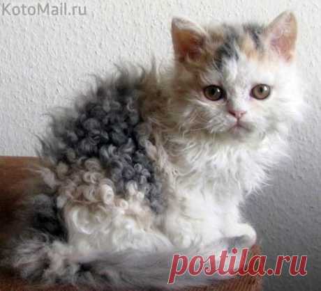 Кудряшка | KotoMail.ru