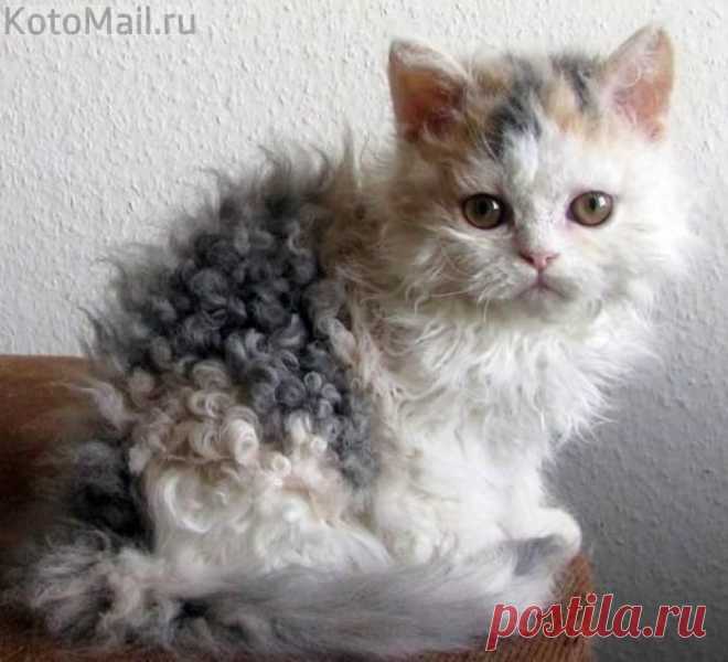 Кудряшка | KotoMail.ru