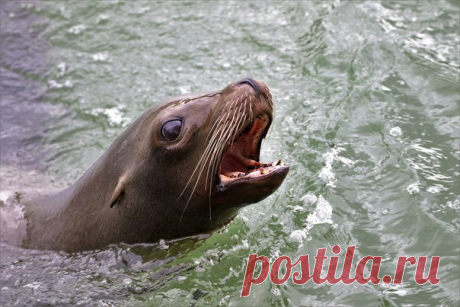 Морские львы кажутся людям милыми и безобидными — и совершенно напрасно. Очередное доказательство поступило из Канады.