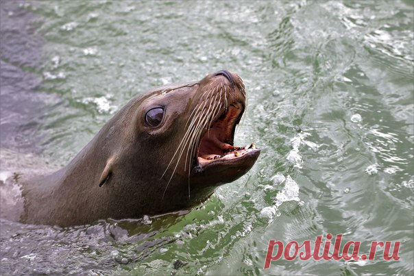 Морские львы кажутся людям милыми и безобидными — и совершенно напрасно. Очередное доказательство поступило из Канады.