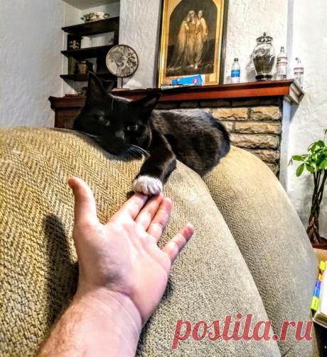 20 домашних зверушек, как источник любви и ласки для всего и всея