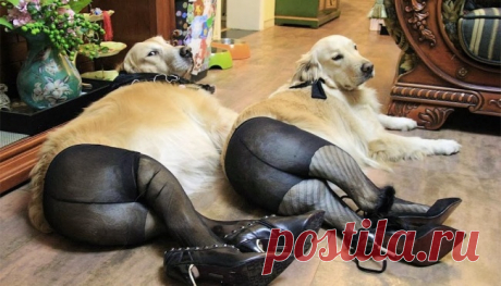 As 100 fotos de cachorros mais adoráveis de todos os tempos