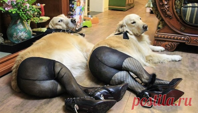 As 100 fotos de cachorros mais adoráveis de todos os tempos