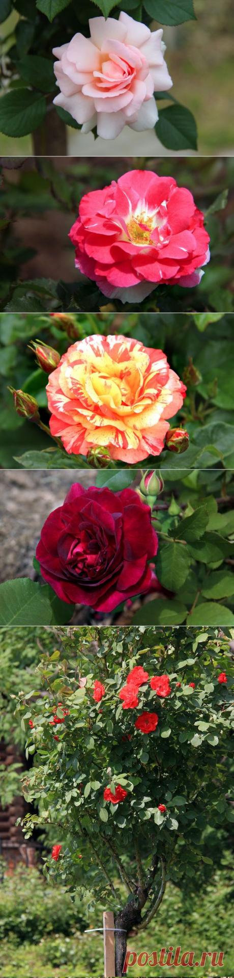 Яндекс.Фотки