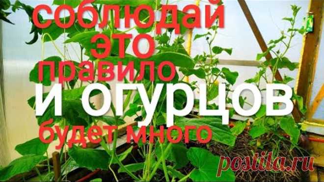 Одно простое правило и огурцов будет много.Правило одного листа.