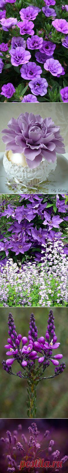 NATURE - "PURPLE FLOWERS"