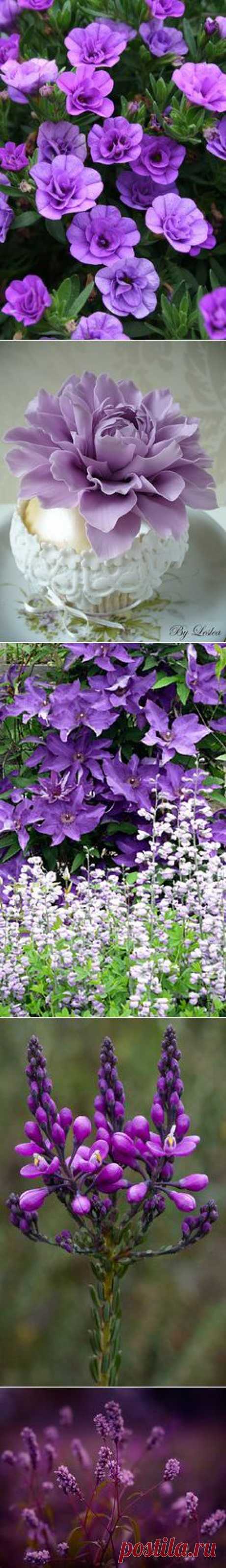 NATURE - &quot;PURPLE FLOWERS&quot;