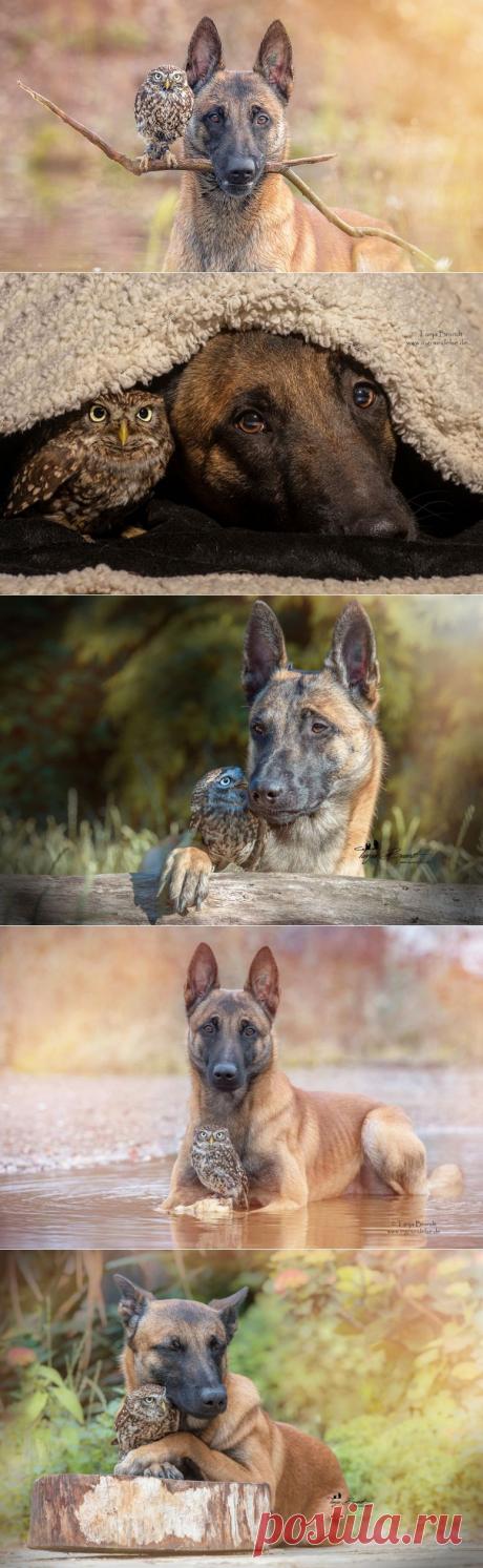 Собака и сова, которые жить не могут друг без друга | Позитив