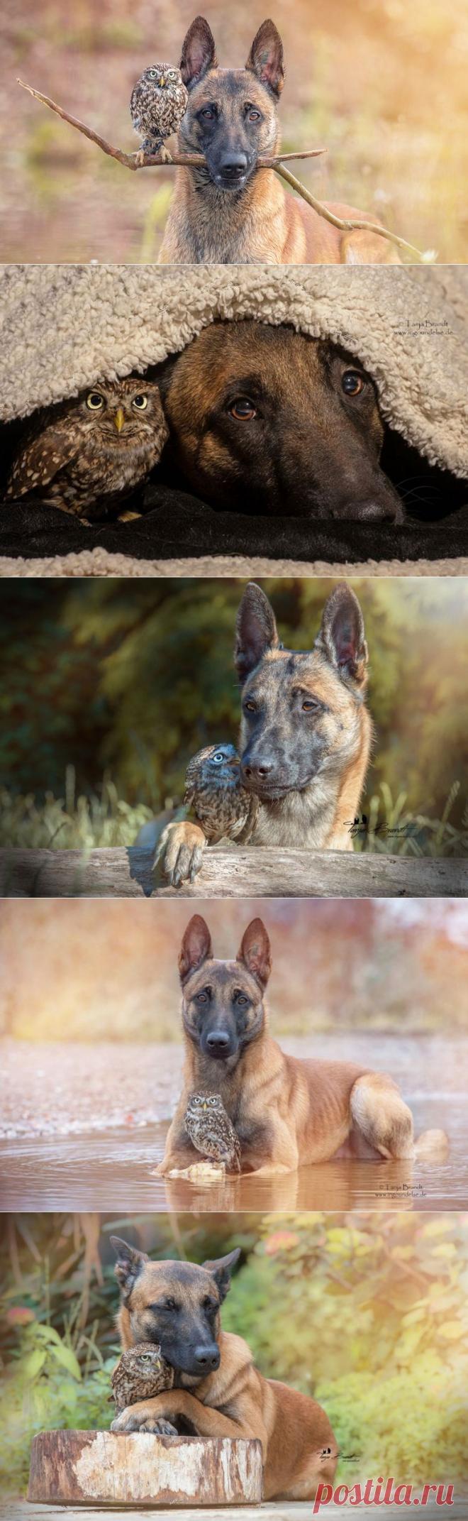 Собака и сова, которые жить не могут друг без друга | Позитив