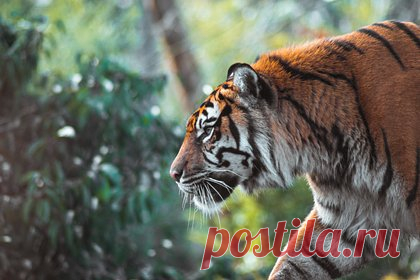 Убившую двоих людей тигрицу поймали при помощи тренированного слона и дрона. Трое деревенских жителей собирали дрова в лесу Сураджпур, когда на них напала тигрица. В результате атаки двое погибли и один был ранен. Для поимки раненого зверя к месту доставили специального обученного слона по имени Тиратрам, а также большой экскаватор. Тигрицу усыпили при помощи дротика для транспортировки.