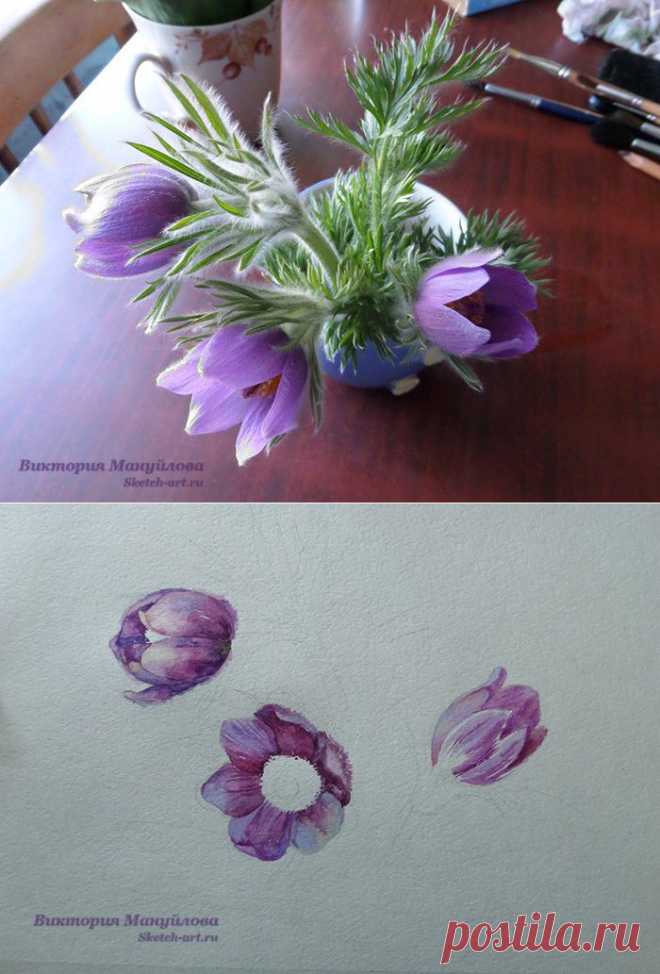 Нарисуем подснежники ? Поэтапный урок рисования — Sketch-Art