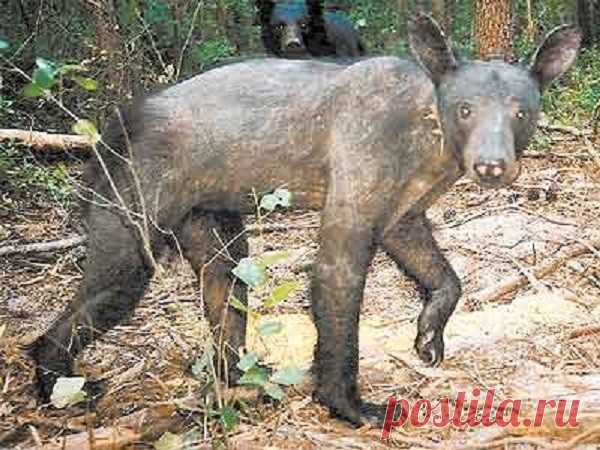 23 лысых животных, которых вы просто не узнаете без волос и шерсти | Чёрт побери С возрастом люди теряют волосы с головы, и это абсолютно нормально - особенно рано это начинает происходить с мужчинами. Другие млекопитающие лысеют не так часто, как мы. Некоторые из них голые от природы (кошки-сфинксы, слепыши и другие), другие могут лысеть от болезней или от стресса. А вы смогли бы узнать, кто изображен на картинках, не глядя на подписи?  1. Пингвин  2. Ехидна  3. Шимпанзе ...