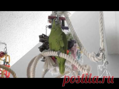Макеша. Дневная распевка.  Makesha is practising a new and old songs.