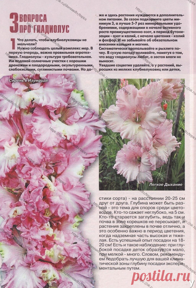 Гладиолусы
