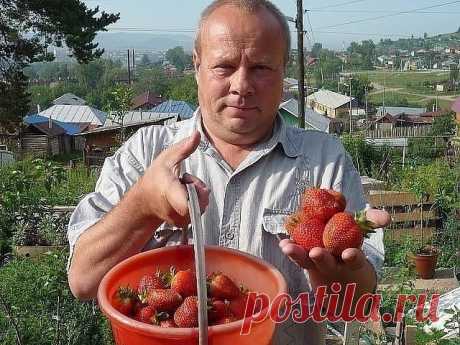 ЗАПОМНИТЕ ЭТОТ РЕЦЕПТ ПОДКОРМКИ ДЛЯ КЛУБНИКИ
 
1 стакан золы залить 1-2 литрами кипятка, до остывания, 2гр. марганцовки, 2гр. борной кислоты (порошок), 1 ст. ложка йода. Золу процедить, все это на ведро воды. Сразу намешиваю в бочку и опрыскиваю, до полного смачивания листвы. Это и подкормка микро и макро элементами и борьба с вредителями.