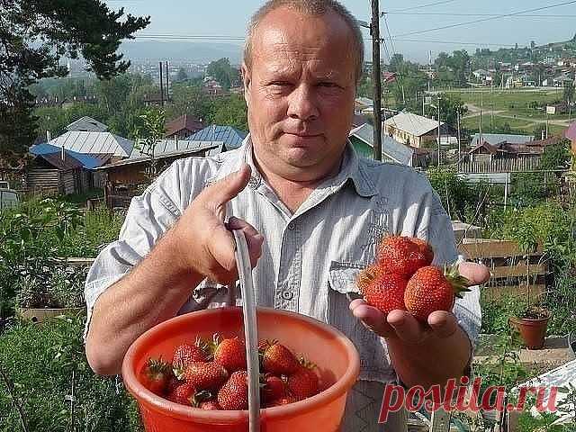 ЗАПОМНИТЕ ЭТОТ РЕЦЕПТ ПОДКОРМКИ ДЛЯ КЛУБНИКИ
 
1 стакан золы залить 1-2 литрами кипятка, до остывания, 2гр. марганцовки, 2гр. борной кислоты (порошок), 1 ст. ложка йода. Золу процедить, все это на ведро воды. Сразу намешиваю в бочку и опрыскиваю, до полного смачивания листвы. Это и подкормка микро и макро элементами и борьба с вредителями.