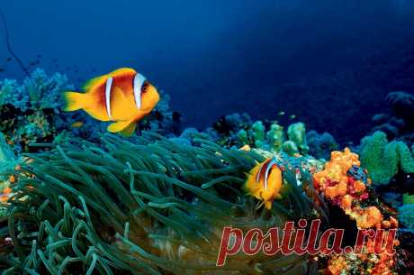 красное море - Поиск в Google