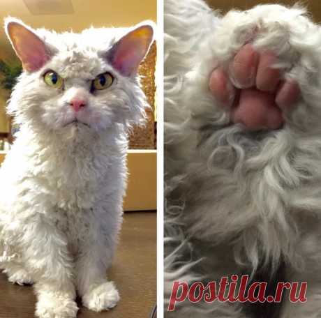 Хмурый кот, у которого есть привычка смотреть в упор, не двигаясь