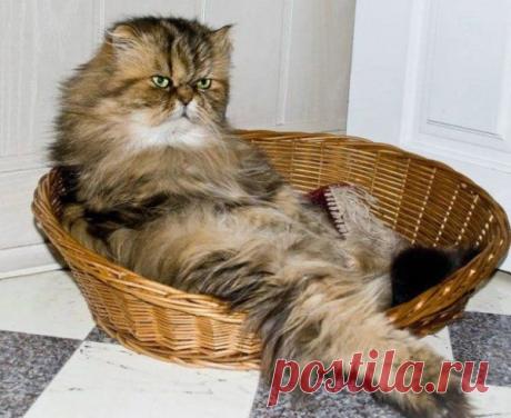 Basket Cat Care | Funny cats