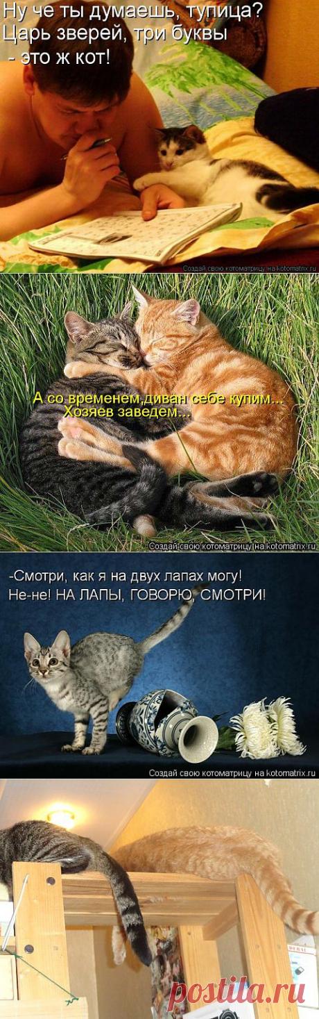 Смешные котики-такие прикольные и уморительные!!! | Четвероногий юмор