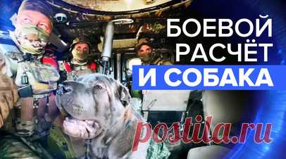 Собака по кличке Чубака: разведчики Южной группировки приютили пса. Военные разведчики Южной группировки нашли пса Чубаку, когда возвращались с боевой задачи. Животное либо потерялось, либо лишилось хозяина. Разведчики приютили собаку, и уже на протяжении нескольких месяцев Чуи сопровождает их как талисман. Подробнее — в видео RT. Читать далее