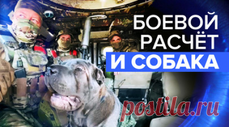 Собака по кличке Чубака: разведчики Южной группировки приютили пса. Военные разведчики Южной группировки нашли пса Чубаку, когда возвращались с боевой задачи. Животное либо потерялось, либо лишилось хозяина. Разведчики приютили собаку, и уже на протяжении нескольких месяцев Чуи сопровождает их как талисман. Подробнее — в видео RT. Читать далее