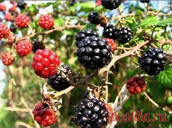 Одноклассники