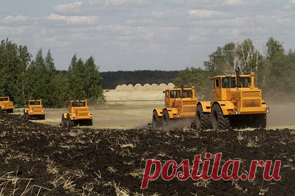 В России внедряют мискантус в сельское хозяйство. В российское сельское хозяйство внедряют мискантус, эта разработка является новой. Внедрением занимаются ученые Института цитологии и генетики (ИЦиГ) Сибирского отделения РАН.